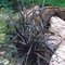 Ophiopogon Planiscarpus ´Nigrescens´ 10/20 cm, v črepníku P9 Ophiopogon Planiscarpus Nigrescens