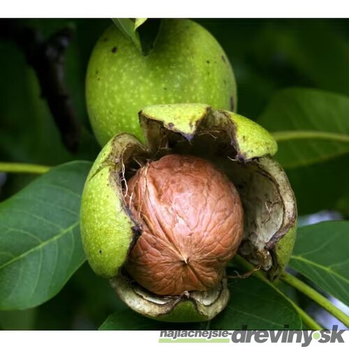 Orec vlašský na kmienku 100/120, obvod 8/10 cm výška 180/200,, v črepníku 18l Juglans regia