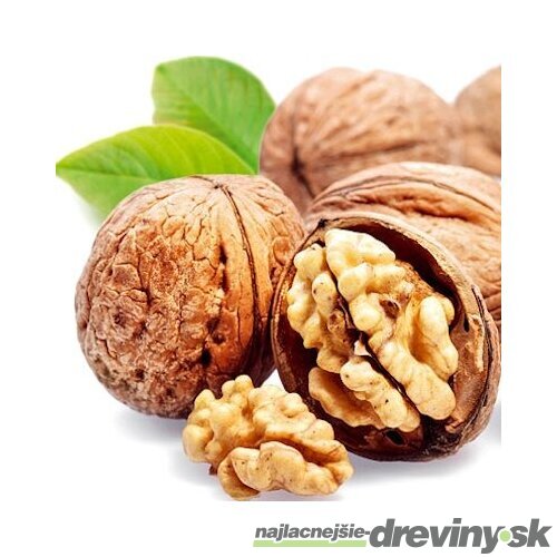 Orech vlašský Apollo, výška 80/100 cm, v črepníku Juglans Regia