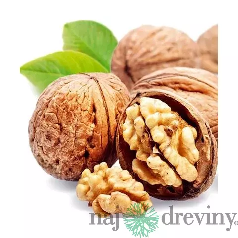 Orech vlašský Apollo, výška 80/100 cm, v črepníku Juglans Regia