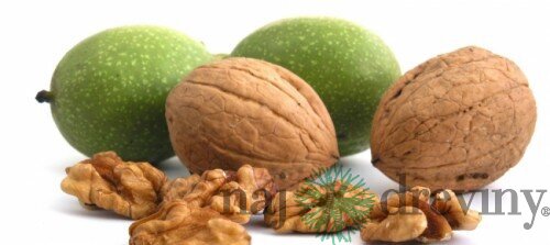 Orech vlašský, výška 160/200 cm, v črepníku Juglans Regia
