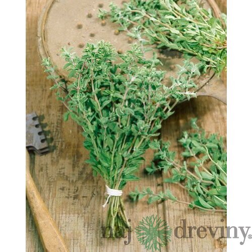 Oregáno, v črepníku Origanum vulgare