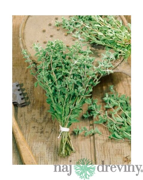 Oregáno, v črepníku Origanum vulgare