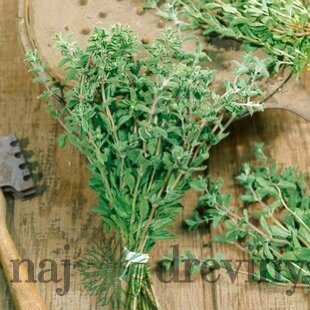 Oregáno, v črepníku Origanum vulgare