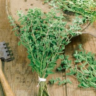 Oregáno, v črepníku Origanum vulgare