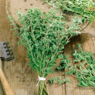 Oregáno, v črepníku Origanum vulgare