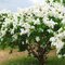Orgován Agnes Smith, výška 20/40 cm, v črepníku 2l Syringa Agnes Smith
