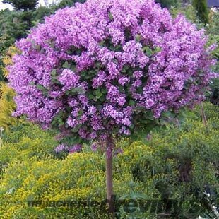 Orgován ‘Bloomerang Dark Purple‘ - kvitne 2 x v roku, na kmienku 100 cm,celková výška 130/150, v črepníiku 10l Syringa ‘Bloomerang Dark Purple‘