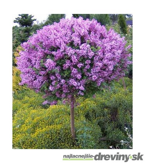 Orgován ‘Bloomerang Dark Purple‘ - kvitne 2 x v roku, na kmienku 100 cm,celková výška 130/150, v črepníiku 10 l Syringa ‘Bloomerang Dark Purple‘