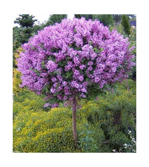 Orgován ‘Bloomerang Dark Purple‘ - kvitne 2 x v roku, na kmienku 100 cm,celková výška 130/150, v črepníiku 10 l Syringa ‘Bloomerang Dark Purple‘