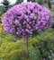 Orgován ‘Bloomerang Dark Purple‘ - kvitne 2 x v roku, na kmienku 100 cm,celková výška 130/150, v črepníiku 10 l Syringa ‘Bloomerang Dark Purple‘