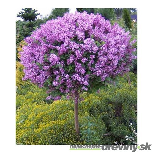 Orgován ‘Bloomerang Dark Purple‘ - kvitne 2 x v roku, na kmienku 100 cm,celková výška 130/150, v črepníiku 10 l Syringa ‘Bloomerang Dark Purple‘