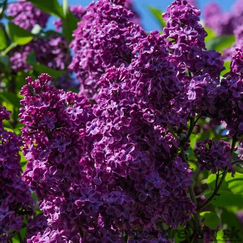Orgován Bloomerang Dark Purple PBR ( kvitne 2 x ročne) 60/80 cm v črepníku 3l Syringa ‘Bloomerang Dark Purple‘