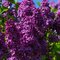 Orgován Bloomerang Dark Purple PBR ( kvitne 2 x ročne) 60/80 cm v črepníku 3l Syringa ‘Bloomerang Dark Purple‘