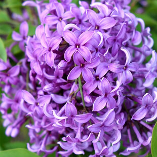 Orgován čínsky Saugeana, 80/100cm, v črepníku Syringa chinensis Saugeana