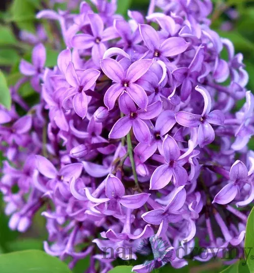 Orgován čínsky Saugeana, 80/100cm, v črepníku Syringa chinensis Saugeana