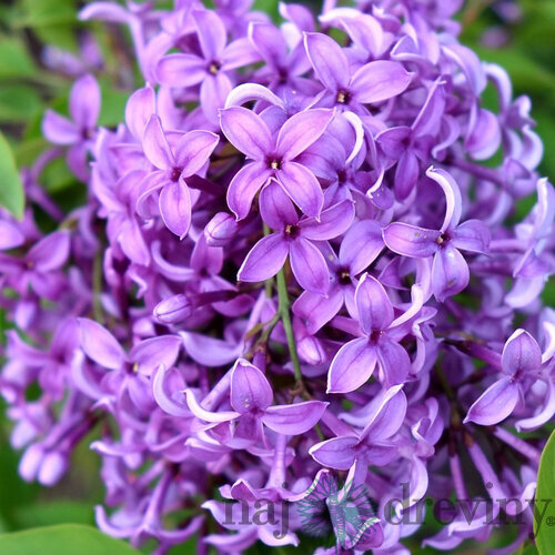 Orgován čínsky Saugeana, 80/100cm, v črepníku Syringa chinensis Saugeana