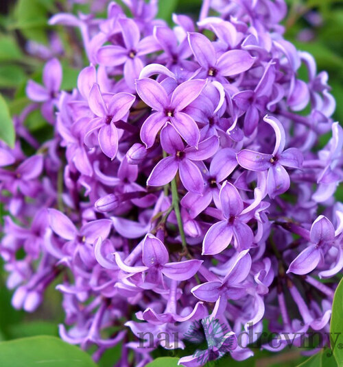 Orgován čínsky Saugeana, 80/100cm, v črepníku Syringa chinensis Saugeana