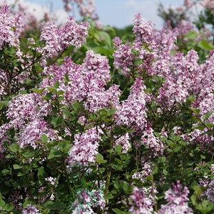 Orgován Josée, výška 20/40 cm, v črepniku 3l Syringa Josée