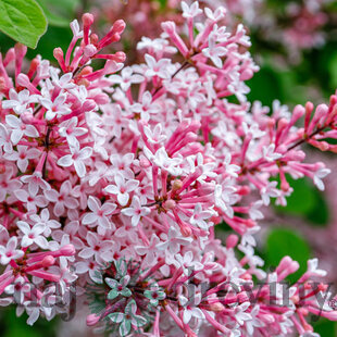Orgován Josée, výška 50/70 cm, v črepniku 5l Syringa Josée