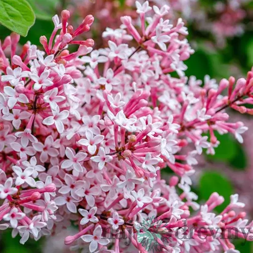 Orgován Josée, výška 50/70 cm, v črepniku 5l Syringa Josée