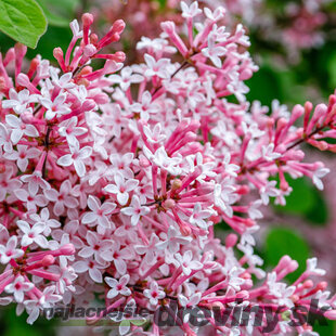 Orgován Josée, výška 50/70 cm, v črepniku 5l Syringa Josée