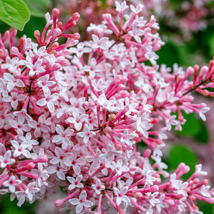 Orgován Josée, výška 50/70 cm, v črepniku 5l Syringa Josée