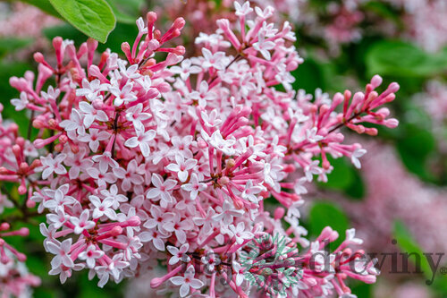 Orgován Josée, výška 50/70 cm, v črepniku 5l Syringa Josée