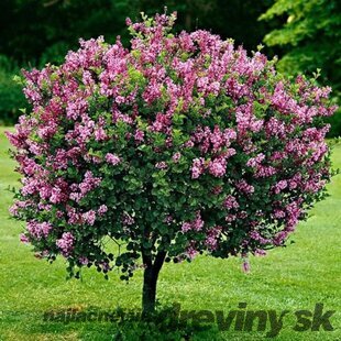 Orgován karpatský Jósikov na kmienku 80/100 cm v črepníku Syringa josikaea