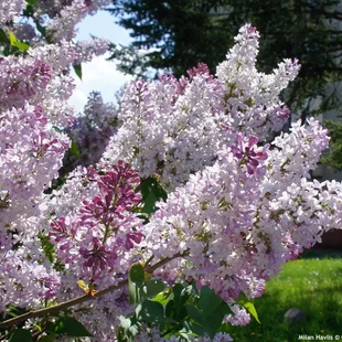 Orgován Krasavitsa Moskvy, výška 30/60 cm, v črepníku 3l Syringa vulgaris Krasavitsa Moskvy
