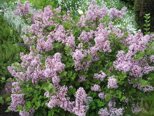 Orgován Meyerov Palibin, 20/40 cm, v črepníku Syringa meyeri Palibin