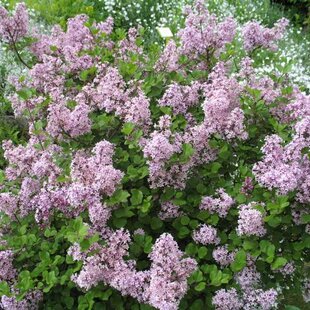 Orgován Meyerov Palibin, 20/40 cm, v črepníku Syringa meyeri Palibin