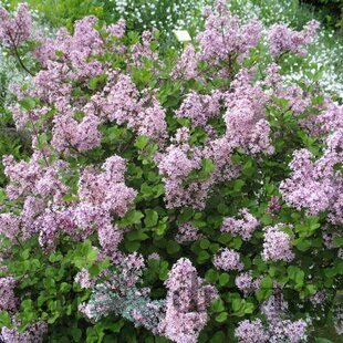 Orgován Meyerov Palibin, 20/40 cm, v črepníku Syringa meyeri Palibin