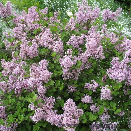 Orgován Meyerov Palibin, 20/40 cm, v črepníku Syringa meyeri Palibin