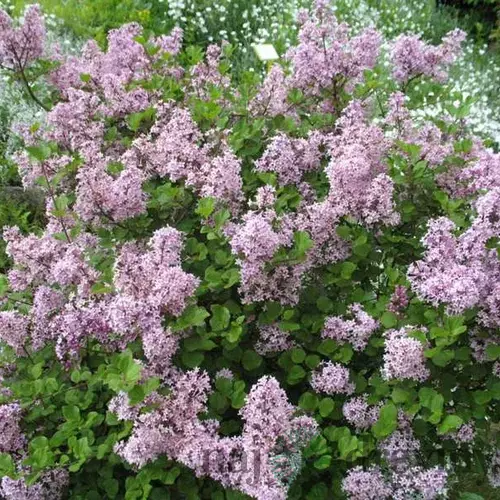 Orgován Meyerov Palibin, 20/40 cm, v črepníku Syringa meyeri Palibin