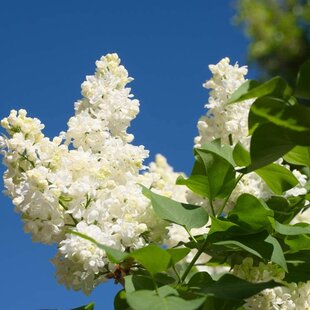 Orgován Mme Lemonie, výška 30/50 cm, v črepníku Syringa vulgaris Mme Lemonie