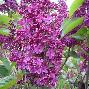 Orgován obyčajný 40/80 cm, v črpeníku Syringa Vulgaris