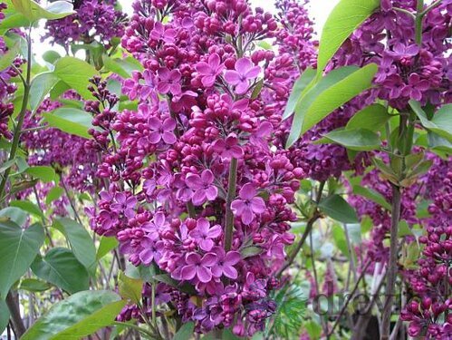Orgován obyčajný 40/80 cm, v črpeníku Syringa Vulgaris
