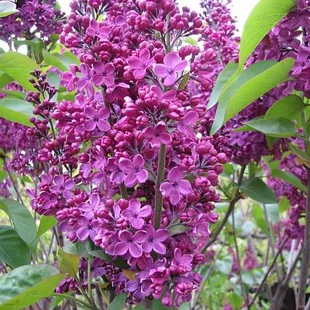 Orgován obyčajný 40/80 cm, v črpeníku Syringa Vulgaris