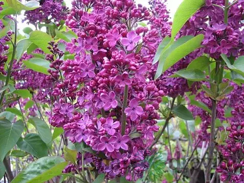Orgován obyčajný 40/80 cm, v črpeníku Syringa Vulgaris