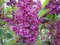 Orgován obyčajný 40/80 cm, v črpeníku Syringa Vulgaris