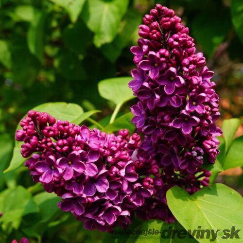 Orgován obyčajný “And. an Ludwig Spaeth“, výška 30/50 cm, v črepníku 2,5l Syringa vulgaris “And. an Ludwig Spaeth“