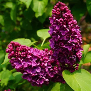 Orgován obyčajný “And. an Ludwig Spaeth“, výška 30/50 cm, v črepníku 2,5l Syringa vulgaris “And. an Ludwig Spaeth“