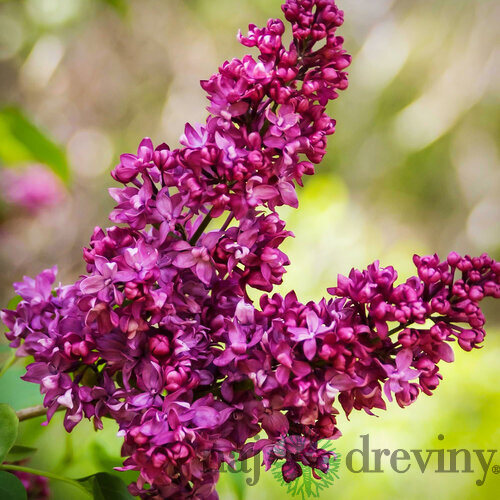 Orgován obyčajný “Charles Joly“, výška 30/50 cm, v črepníku 2,5l Syringa vulgaris “Charles Joly“