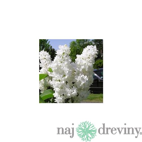 Orgován obyčajný “Ellen Willmott“, výška 30/50 cm, v črepníku 2,5l Syringa vulgaris “Ellen Willmott“