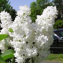 Orgován obyčajný “Ellen Willmott“, výška 30/50 cm, v črepníku 2,5l Syringa vulgaris “Ellen Willmott“