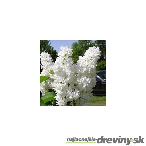 Orgován obyčajný “Ellen Willmott“, výška 30/50 cm, v črepníku 2,5l Syringa vulgaris “Ellen Willmott“
