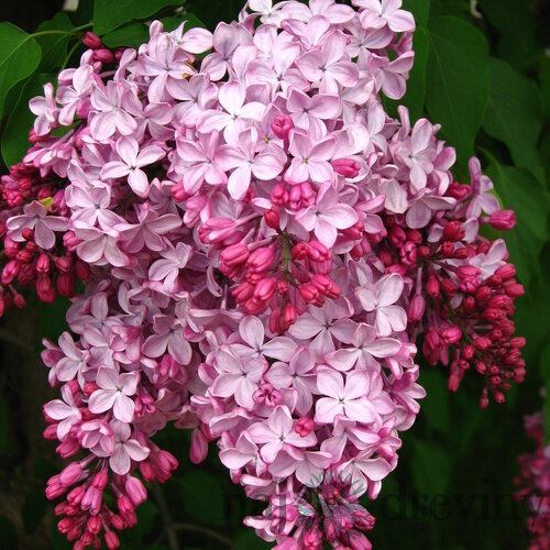 Orgován obyčajný “Esther Staley“, výška 30/50 cm, v črepníku 2,5l Syringa vulgaris “Esther Staley“