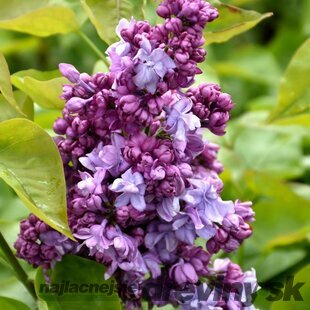 Orgován obyčajný “Kathrine Havemeyer“, výška 30/50 cm, v črepníku 2,5l Syringa vulgaris “Kathrine Havemeyer“