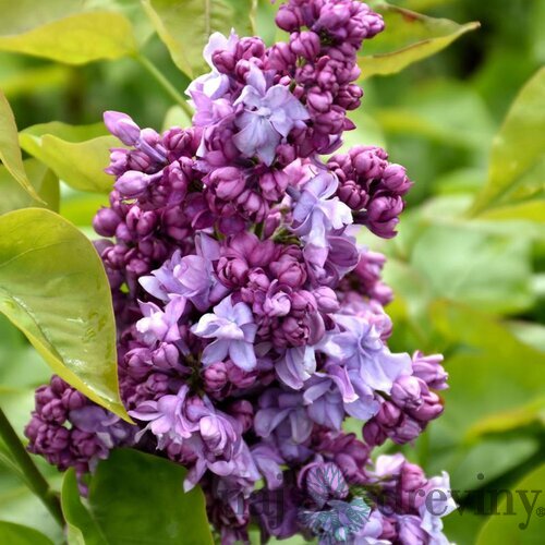 Orgován obyčajný “Kathrine Havemeyer“, výška 30/50 cm, v črepníku 2,5l Syringa vulgaris “Kathrine Havemeyer“